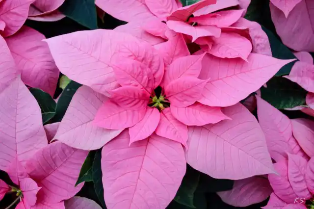 Пуансеттия (Euphorbia pulcherrima)