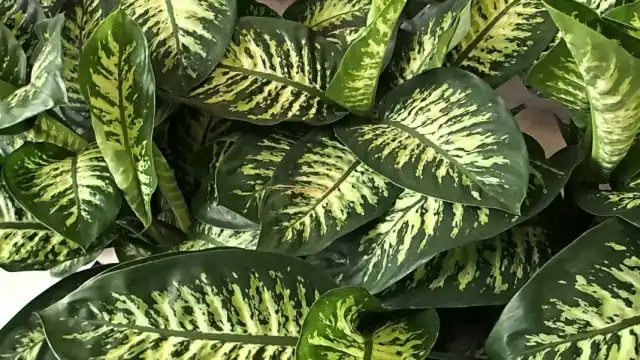 Пестролистная диффенбахия (Dieffenbachia)