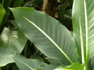 Диффенбахия Эрстеда (Dieffenbachia oerstedii)