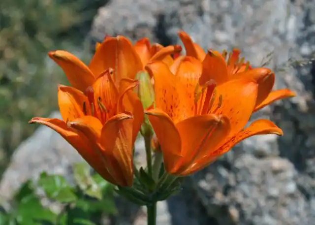 Лилия луковиценосная (lilium bulbiferum)