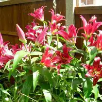 Трубчатый гибрид лилии (Lilium Trumpet Hybrid)