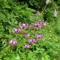 Мартагон гибрид лилии (Lilium Martagon Hybrid)