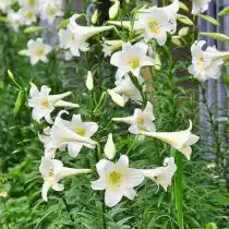 Длинноцветковый гибрид лилии (Lilium Longiflorum Hybrid)