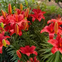 Азиатский гибрид лилии (Lilium Asiatic Hybrid)