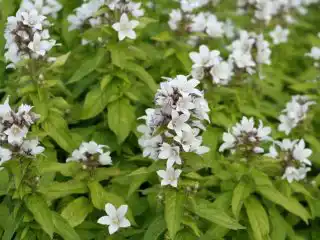 Колокольчик молочноцветковый «Вайт Пуфф» (White Pouffe)