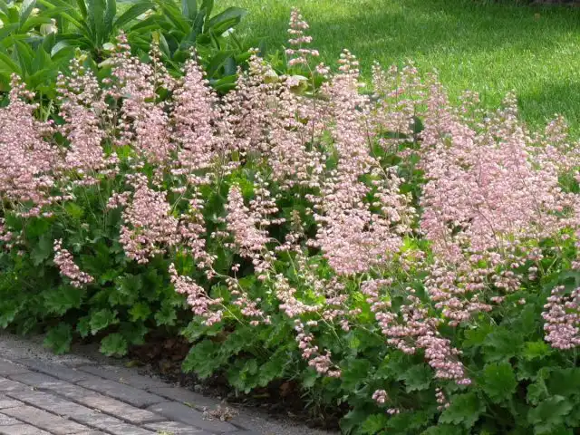 Гейхерелла (Heucherella), сорт «Бриджет Блум» (Bridget Bloom)