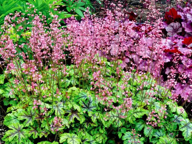 Гейхерелла (Heucherella), сорт «Тапэстри» (Tapestry)