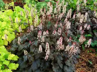 Гейхерелла (Heucherella), сорт «Бернишед Бронз» (Burnished Bronze)