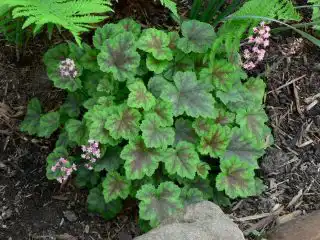 Гейхерелла (Heucherella), сорт «Розали» (Rosalie)