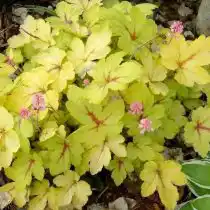 Гейхерелла (Heucherella), сорт «Санспот» (Sunspot)