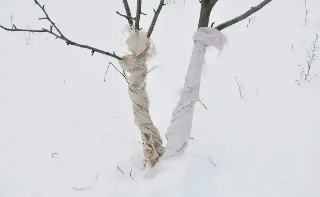 В начале февраля ещё не поздно обвязать стволы деревьев (особенно молодых) лапником иголками вниз, чтобы защитить надземные части насаждений от мышей.