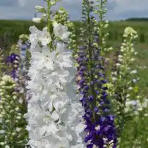 Дельфиниум "Гигант Белый"