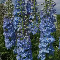 Дельфиниум "Гигант Лазурь"