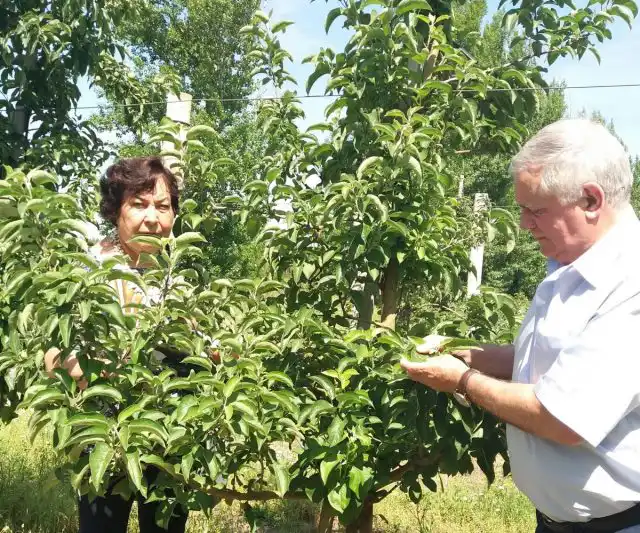Як підгодовувати рослини