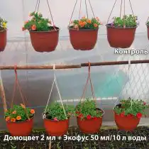 Контроль ЭкоФус
