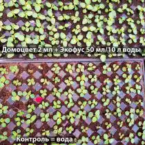 Контроль ЭкоФус + Домоцвет