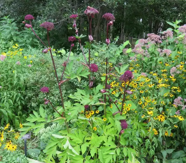 Дудник гигантский (Angelica gigas)