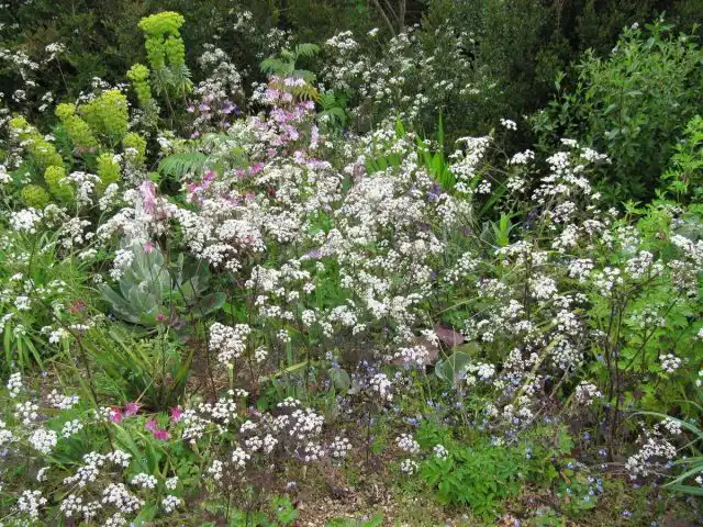 Купырь лесной (Anthriscus sylvestris), сорт 'Ravenswing'