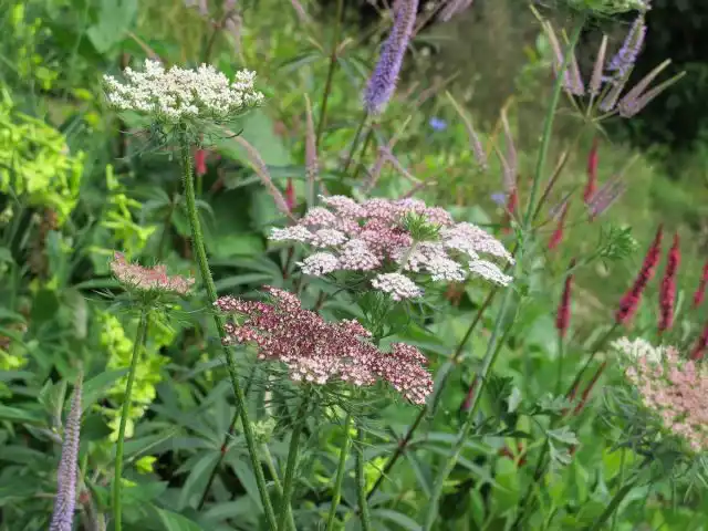 Морковь дикая (Daucus carota), сорт «Дара»