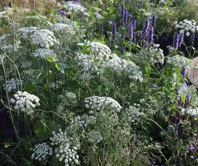 Амми большая (Ammi majus)