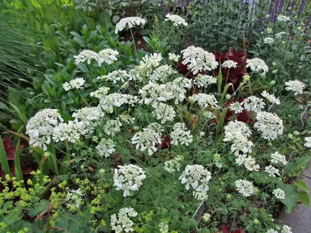 Орлая крупноцветковая (Orlaya grandiflora)