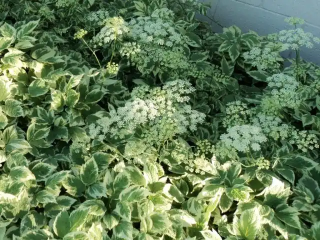 Сныть обыкновенная «Вариегата» (Aegopodium Variegata)