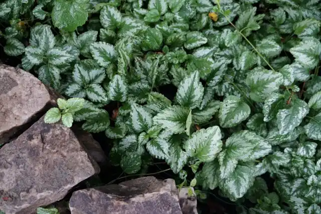 Яснотка желтая, или зеленчуковая (Lamium galeobdolon)