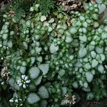 Яснотка крапчатая (Lamium maculatum), сорт «Вайт Ненси» (White Nancy)