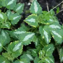 Яснотка крапчатая (Lamium maculatum), сорт «Голден Анниверсари» (Golden Anniversary)