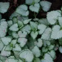 Яснотка крапчатая (Lamium maculatum), сорт «Орхид фрост» (Orchid Frost)