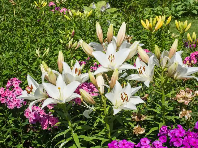 Флоксы — одни из классических партнеров для лилий