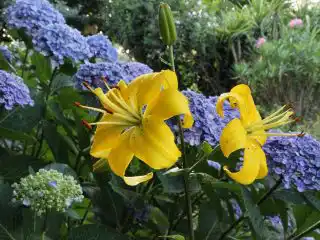 Лилии очень хороши в компании кустарников