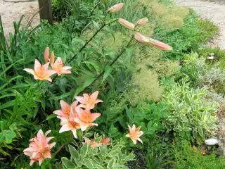 Одними из лучших партнеров для лилий станут очитки