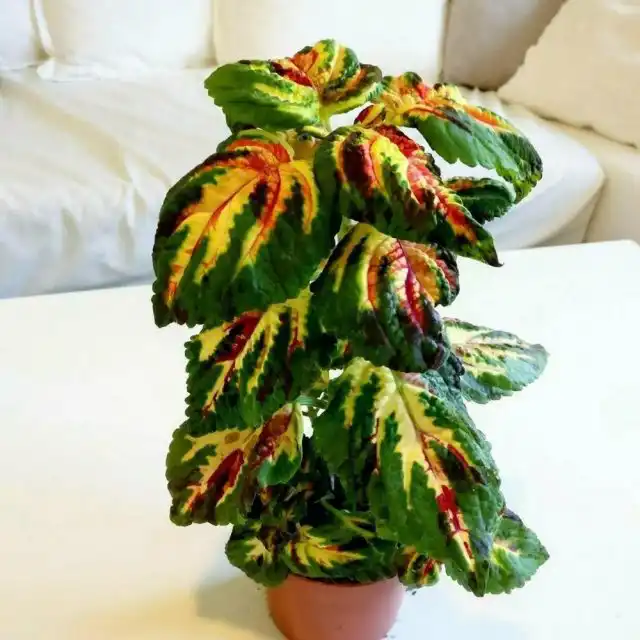 Колеус «Суперфайн Рейнбоу Мультиколор» ('Superfine Rainbow Multicolor')