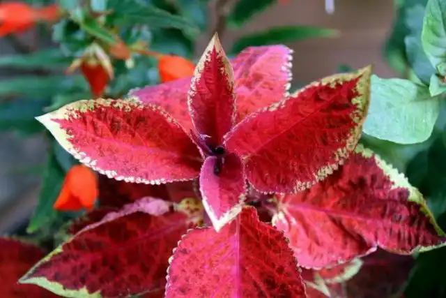 Колеус «Визард Сансет» ('Wizard Sunset')