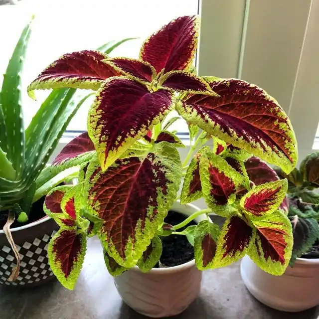 Колеус «Визард Скарлет» ('Wizard Scarlet')