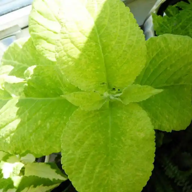 Колеус «Визард Голден» ('Wizard Golden')