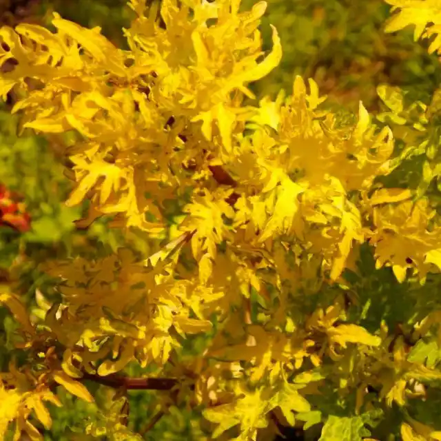 Колеус «Голден Сэндс» ('Golden Sands')