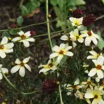 Кореопсис «Баттермилк» (Buttermilk)