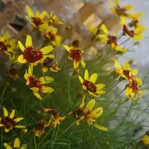 Кореопсис «Бенгальский Тигр» (Bengal Tiger)