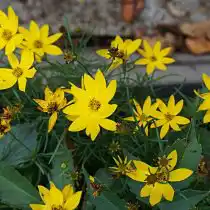 Кореопсис «Загреб» (Zagreb)