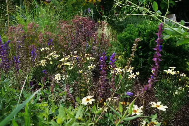 Среди многолетников лучшими соседями кореопсиса станут растения со стройными вертикальными соцветиями