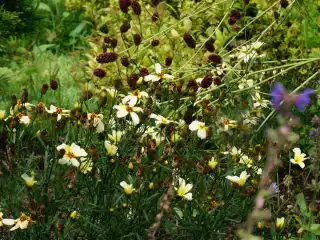 Кореопсис и кровохлебка