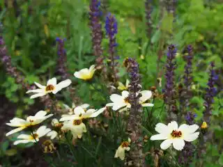 Кореопсис и шалфей