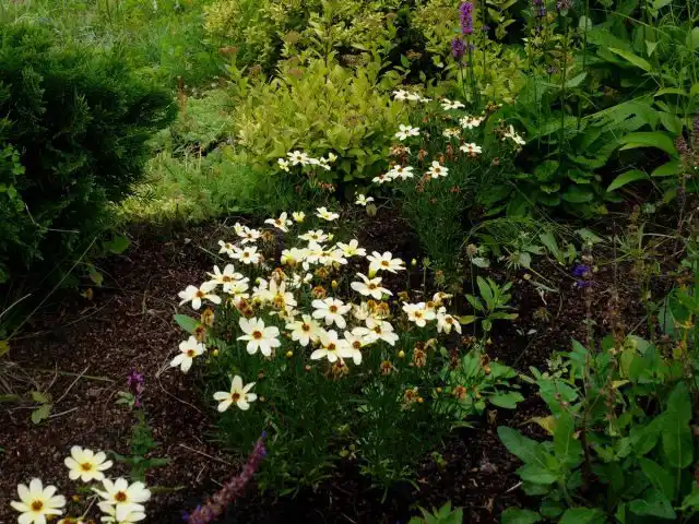 Кореопсис мутовчатый (Coreopsis verticillata) неприхотлив и легко выращивается на сухой и средней влажности почве при хорошем дренаже