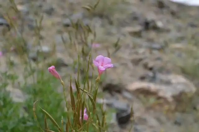 Инкарвиллея Ольги (Incarvillea olgae) растёт южнее, в Кыргызстане и Таджикистане, но в условиях тоже довольно спартанских.