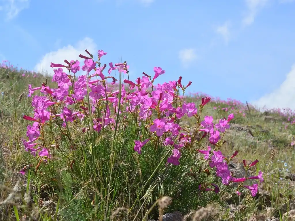 Первую инкарвиллею Делавея (Incarvillea delavayi) я приобрела в виде корешков в период проживания в Комсомольске-на-Амуре.