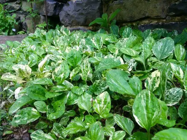 Подорожник «Вариегата» ('Variegata')