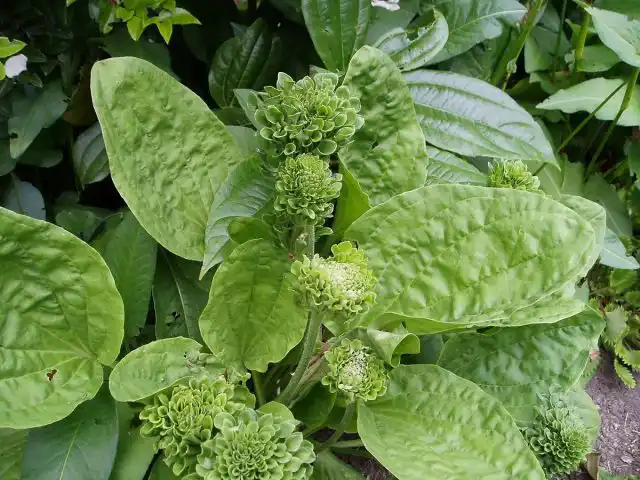 Подорожник «Розулярис» ('Rosularis')