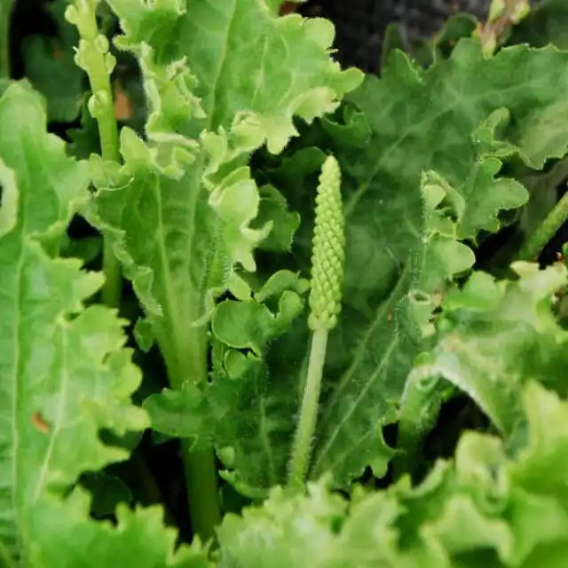 Подорожник «Фриллс» ('Frills')